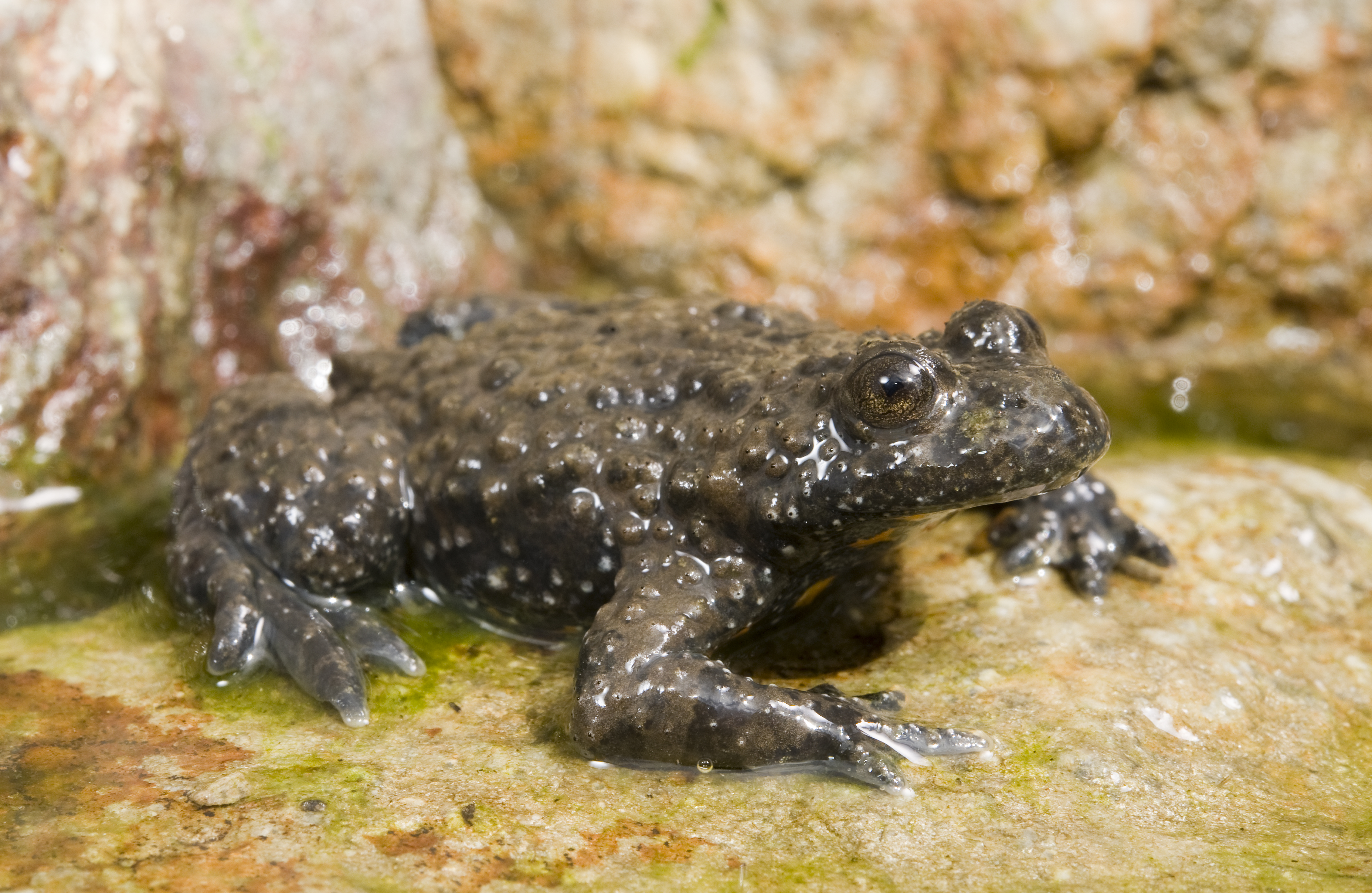 European fire-bellied toad