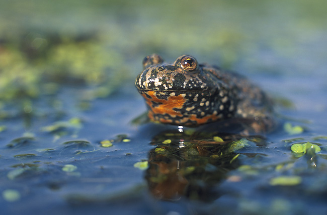 European fire-bellied toad