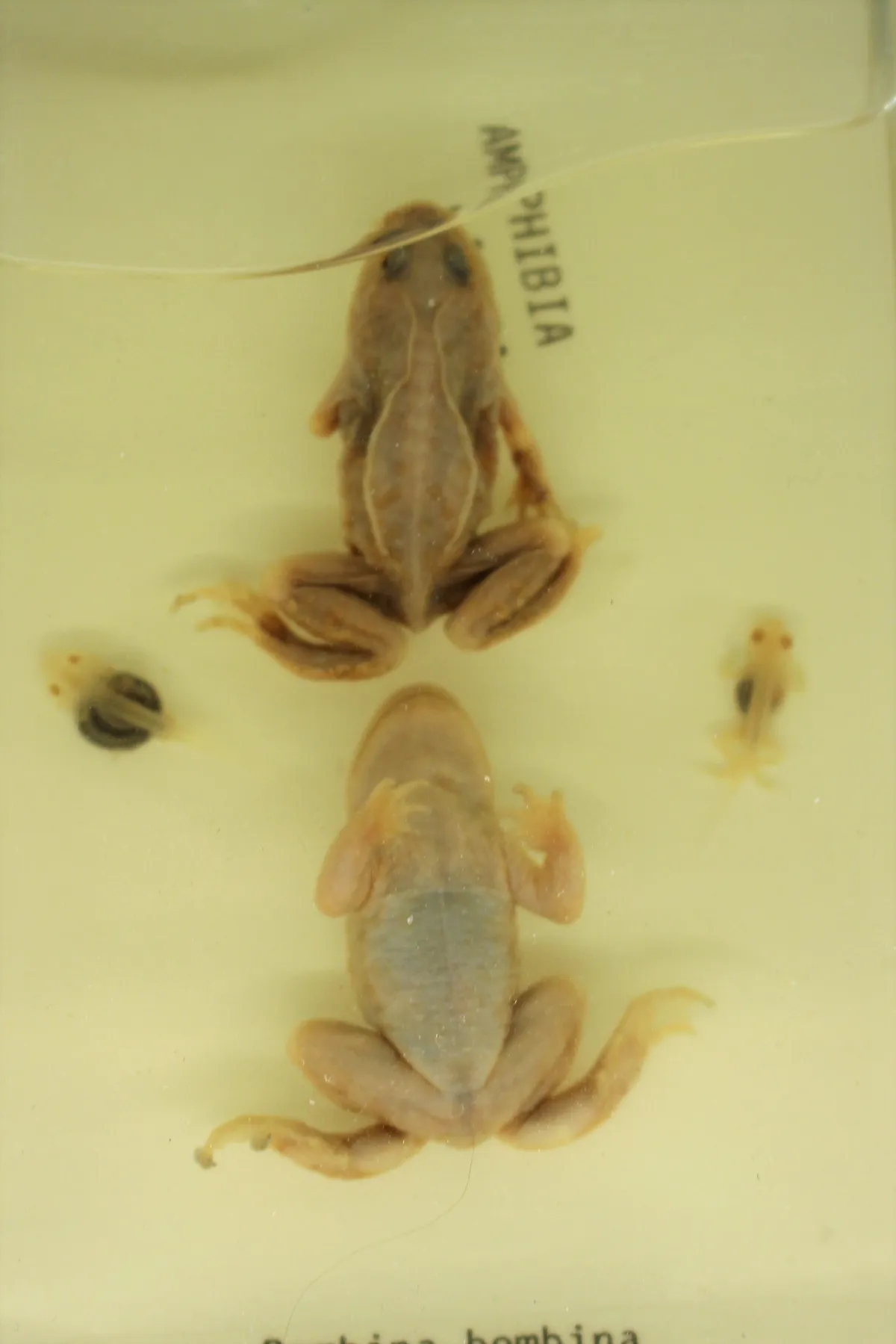 European fire-bellied toad