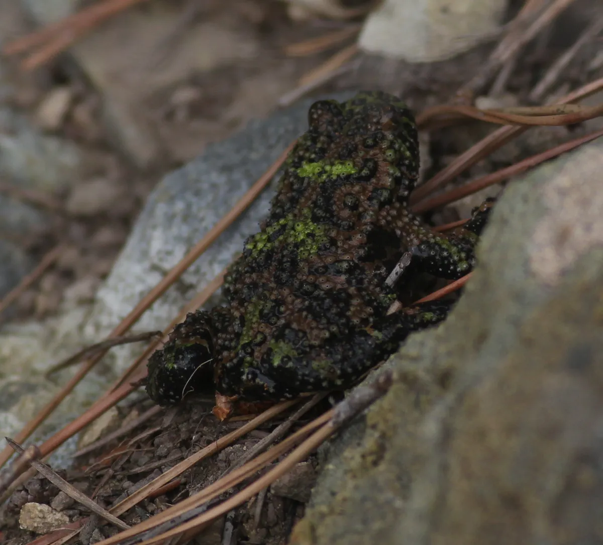 Oriental firebelly toad