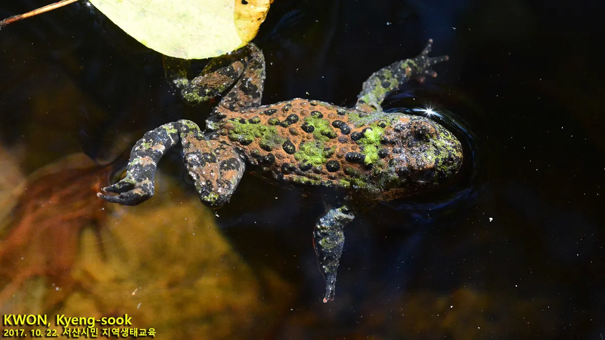 Oriental firebelly toad