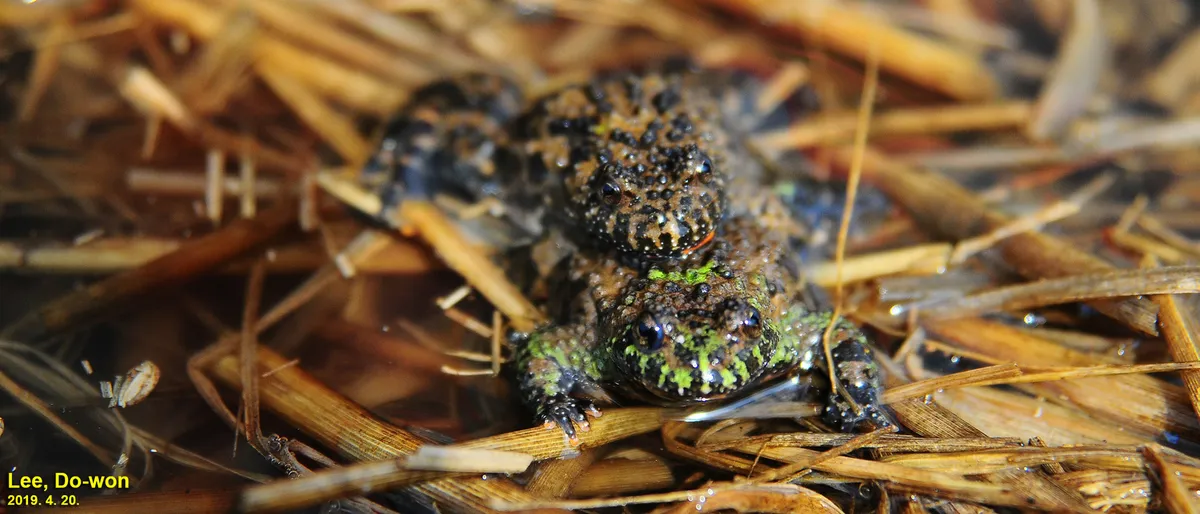 Oriental firebelly toad