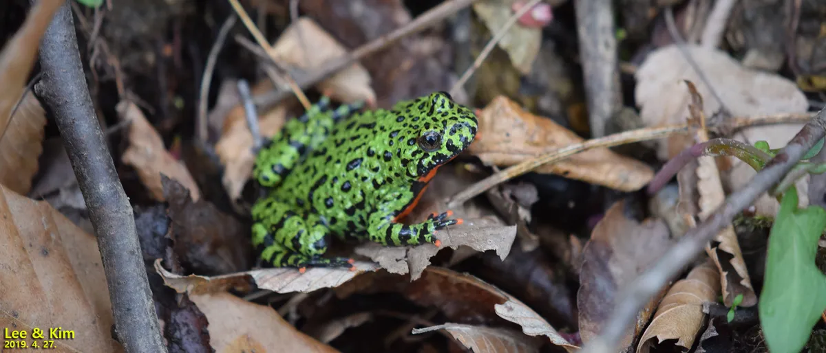 Oriental firebelly toad