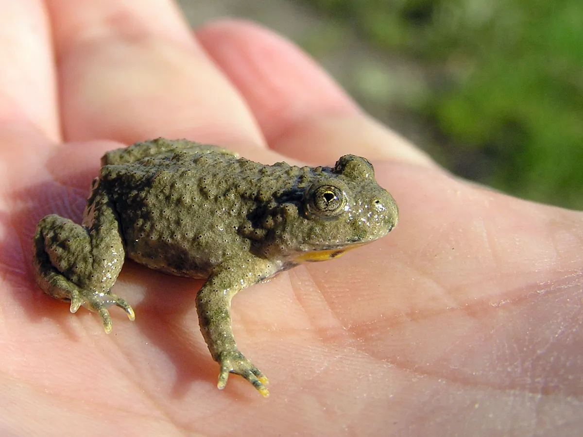 Sapo de Vientre Amarillo