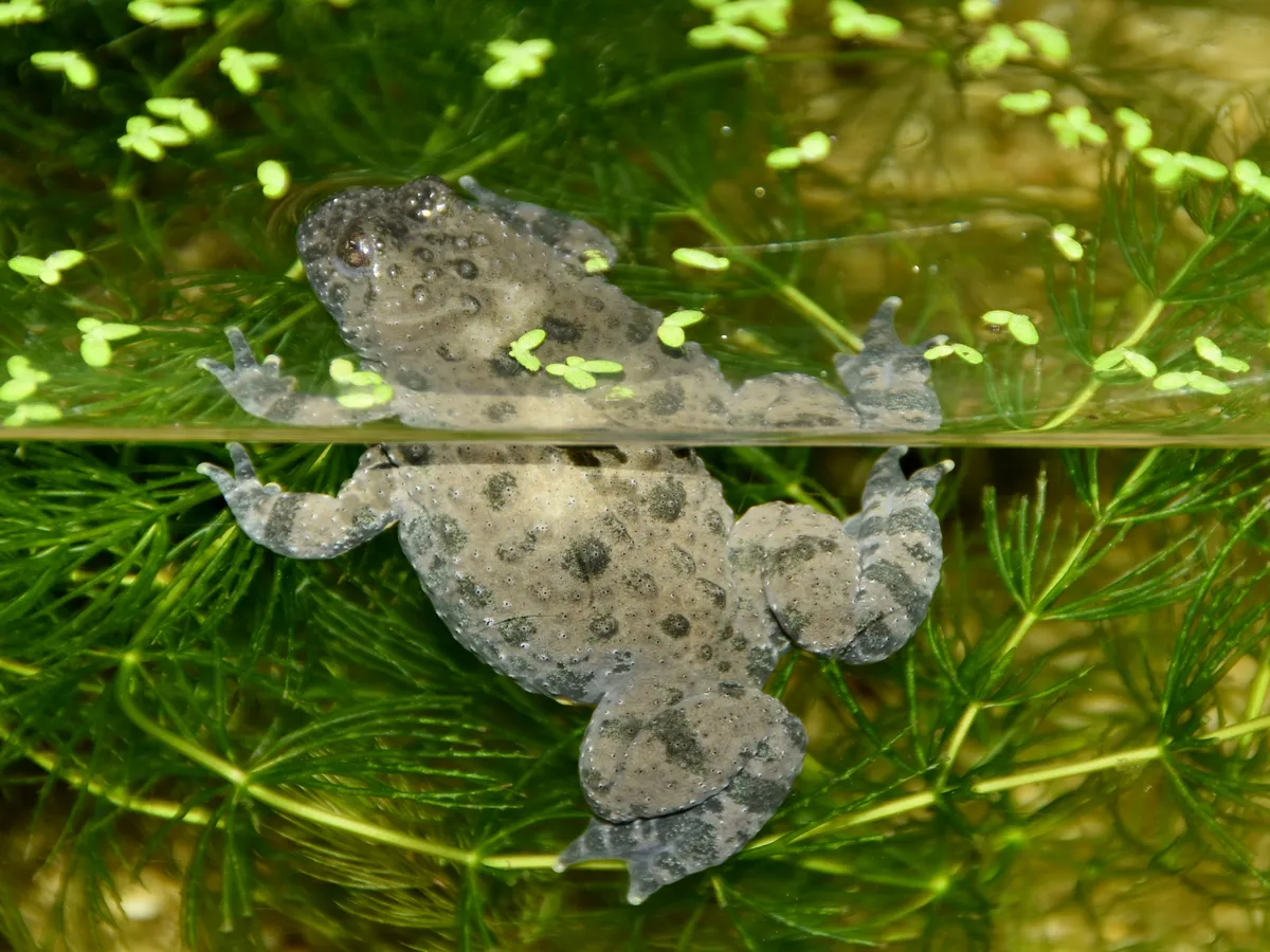 Sapo de Vientre Amarillo