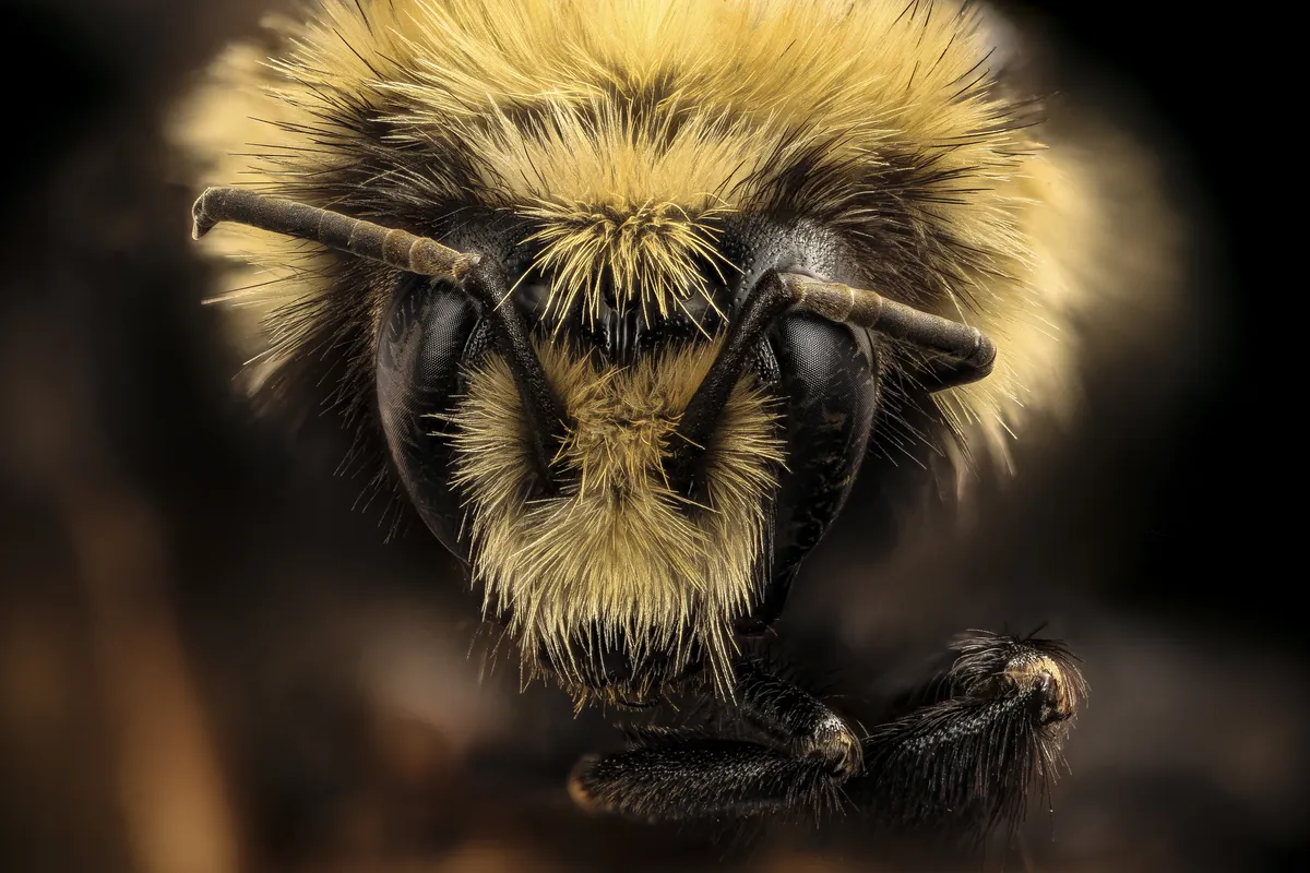Bombus bifarius