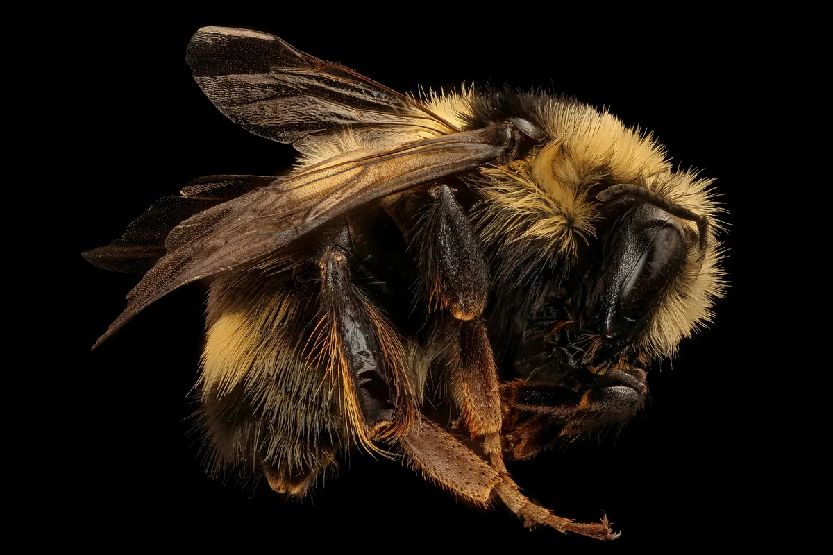 Black-notched Bumble Bee