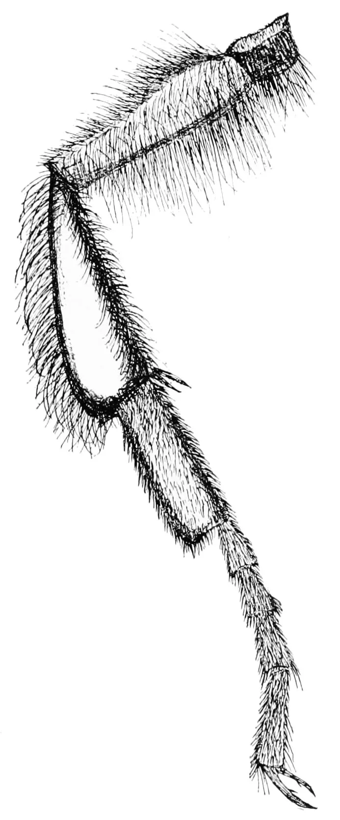 Black-notched Bumble Bee