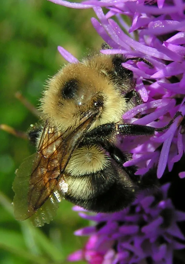 Abejorro de Dos Manchas