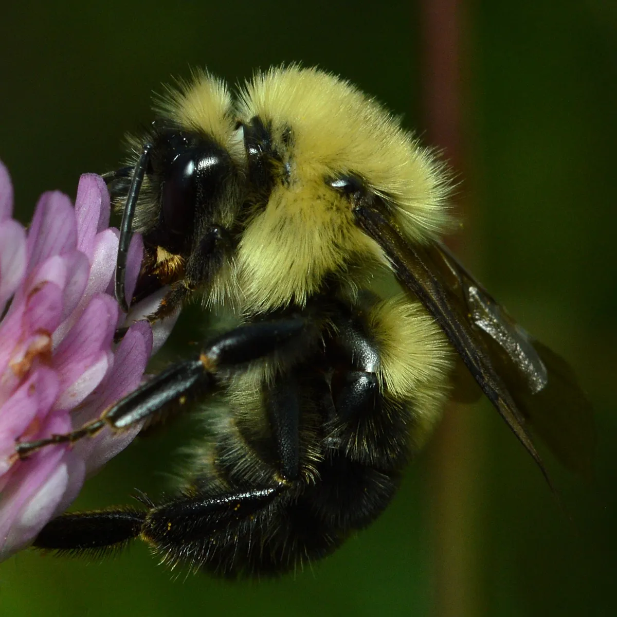Abejorro de Dos Manchas