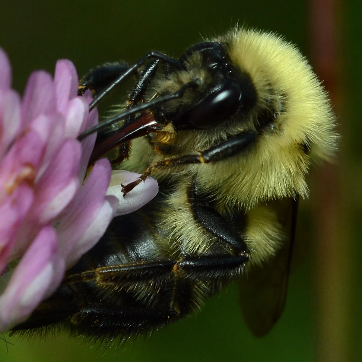 Abejorro de Dos Manchas