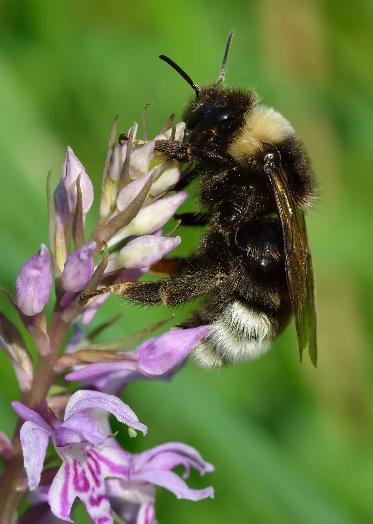 Gipsy Cuckoo-bee