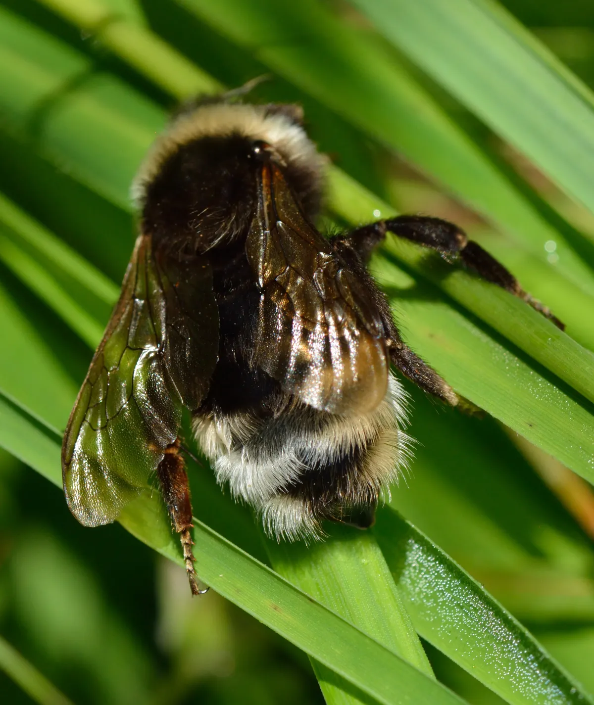 Gipsy Cuckoo-bee