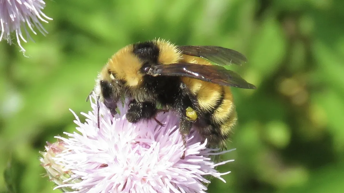 Northern Amber Bumble Bee