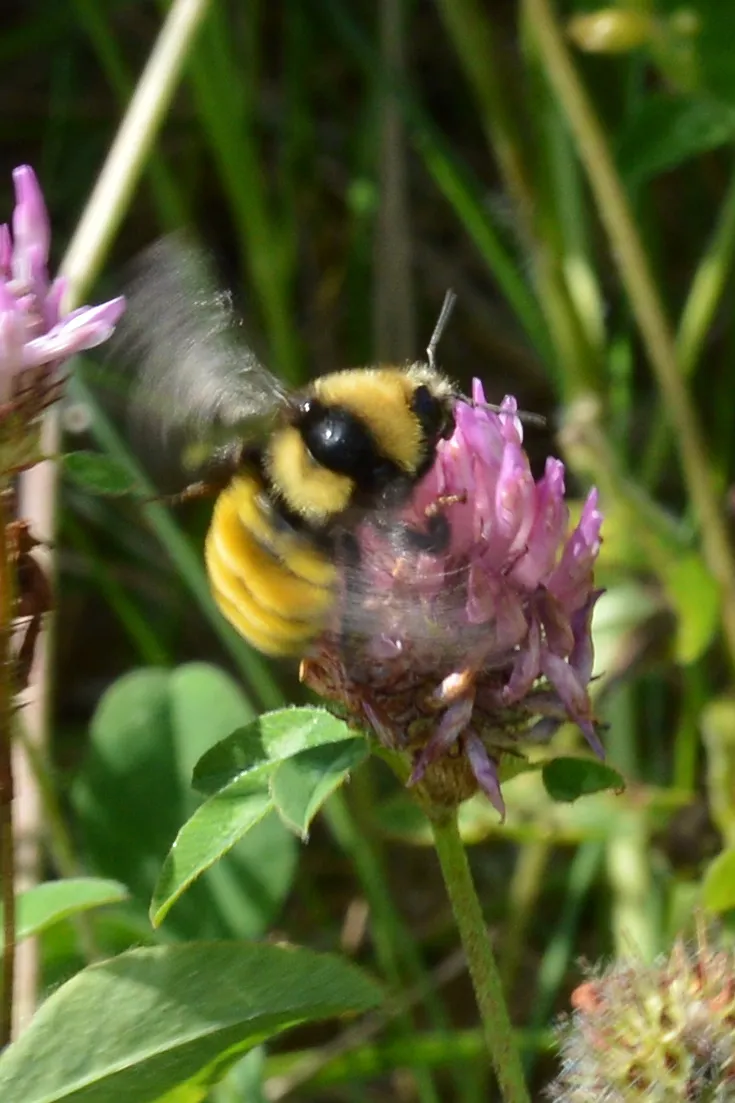 Northern Amber Bumble Bee