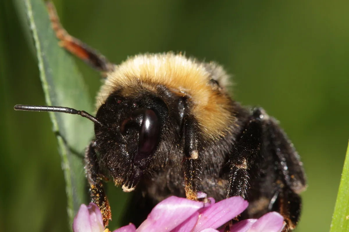 Bombus campestris