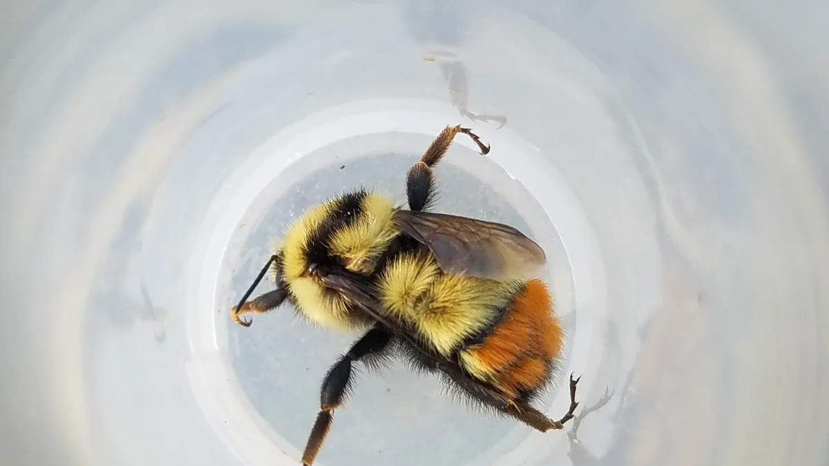 Central Bumble Bee