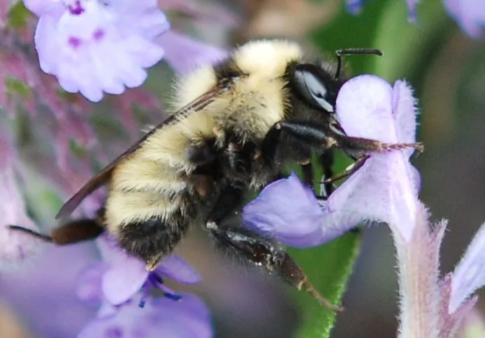 Bombus fervidus