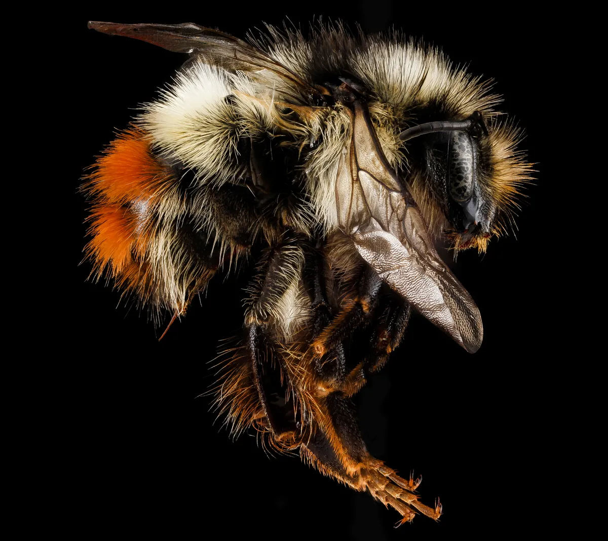 Abejorro de Cabeza Amarilla