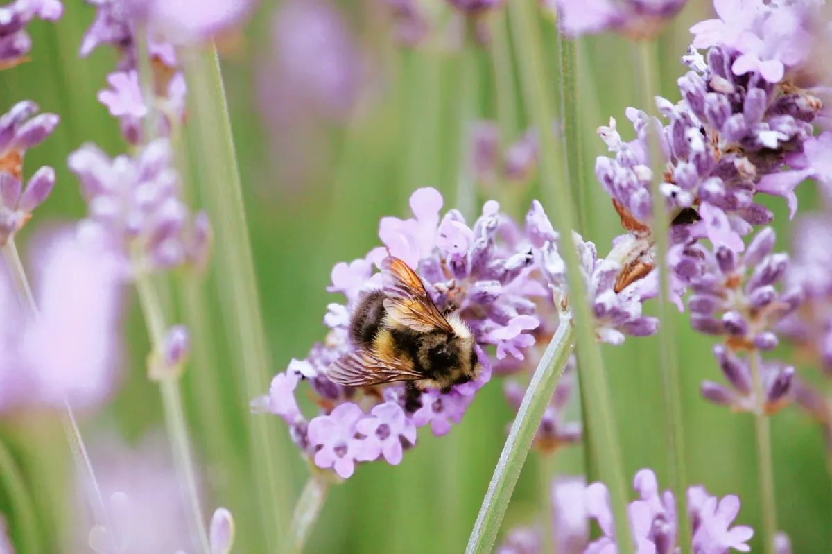 Abejorro de Cabeza Amarilla