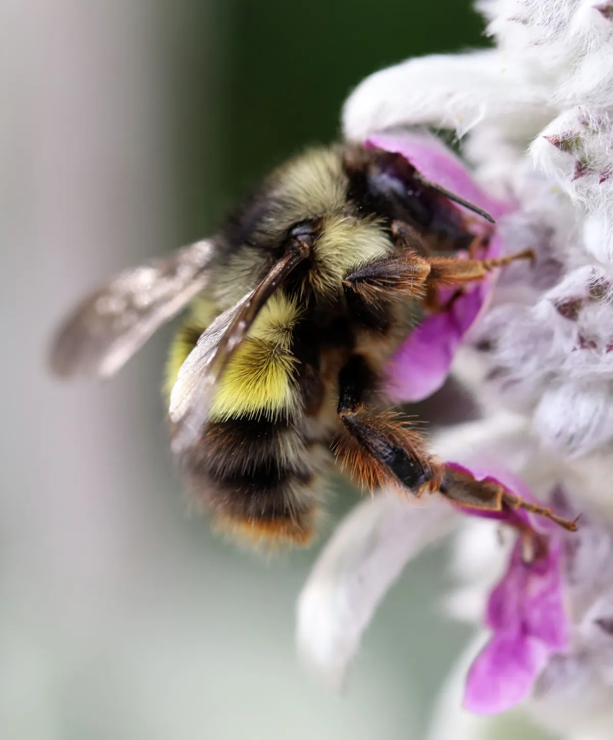 Abejorro de Cabeza Amarilla