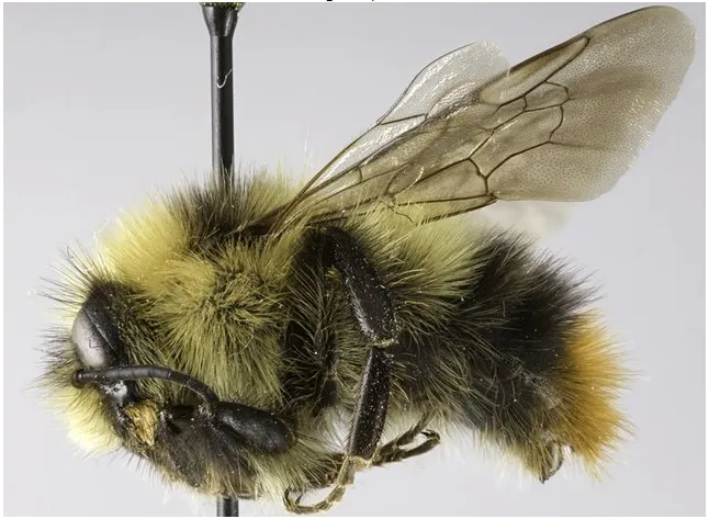 Bombus frigidus