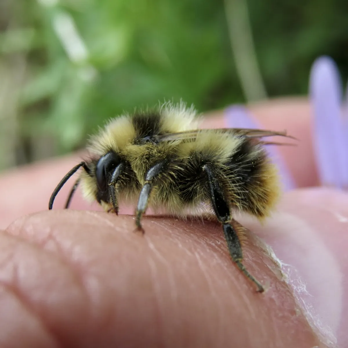 Frigid Bumble Bee