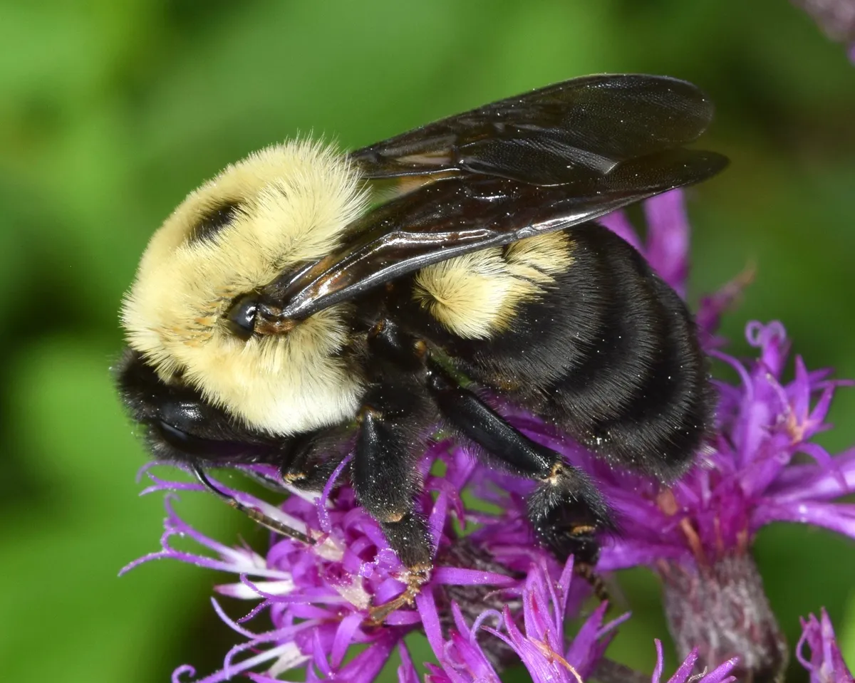 Brown-belted Bumble Bee