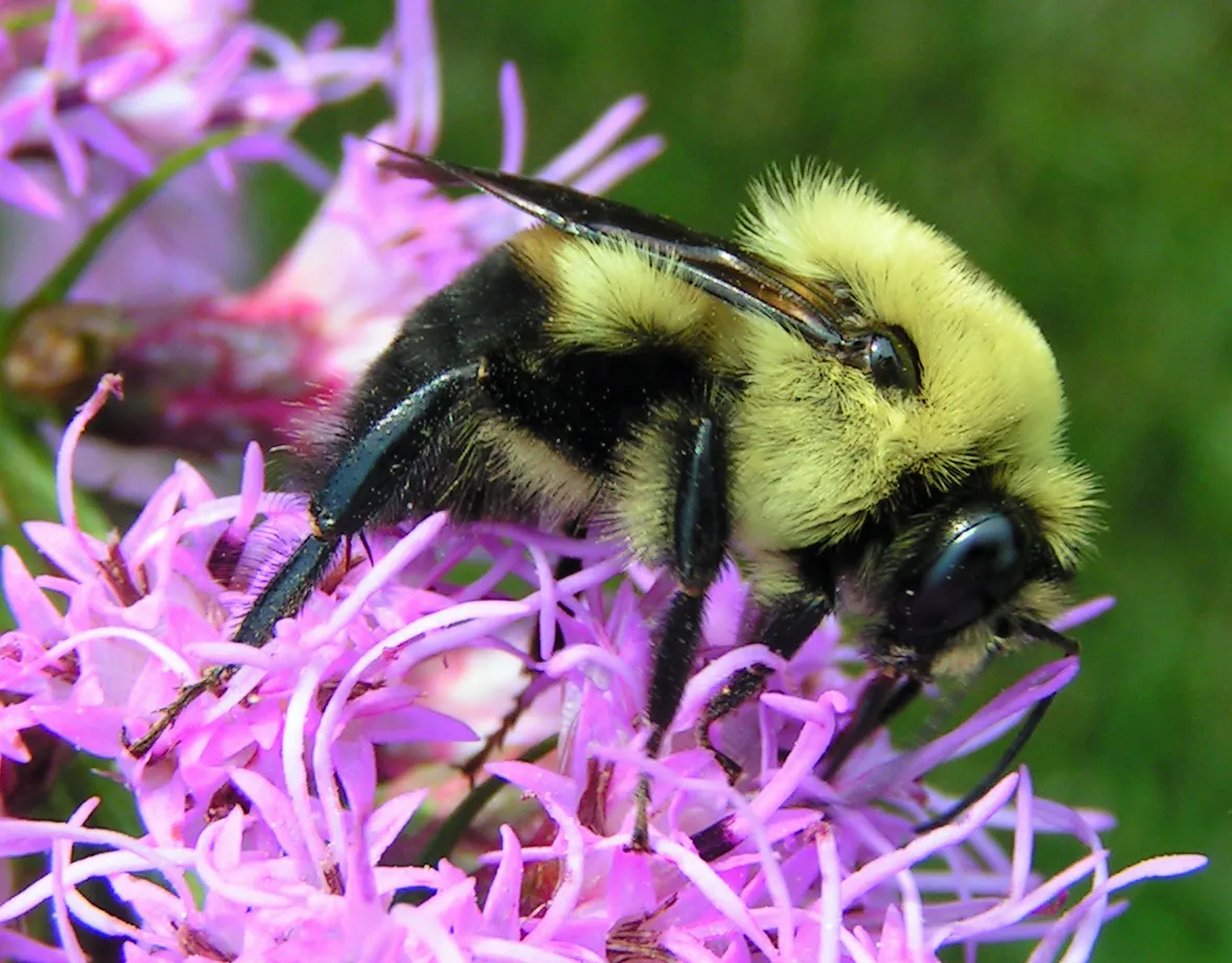 Brown-belted Bumble Bee