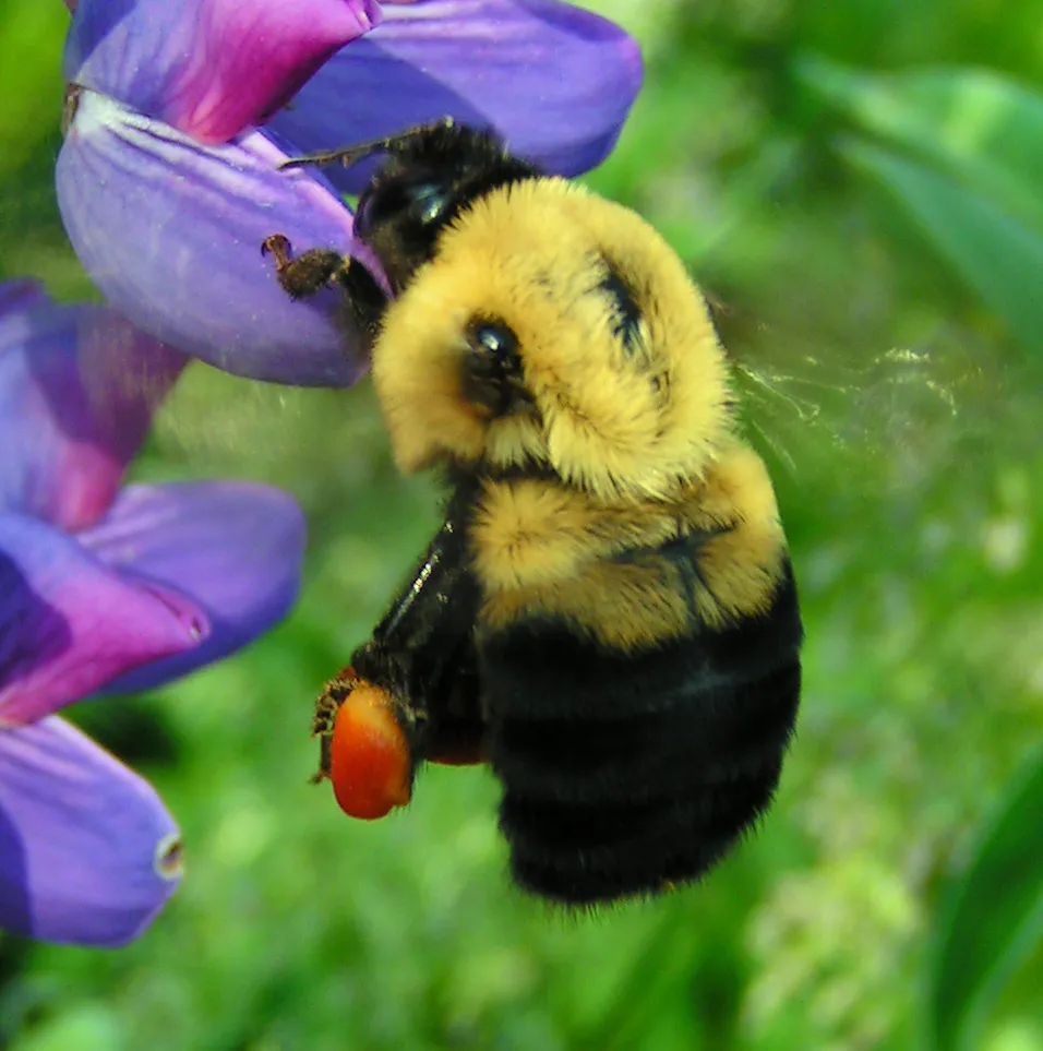 Brown-belted Bumble Bee