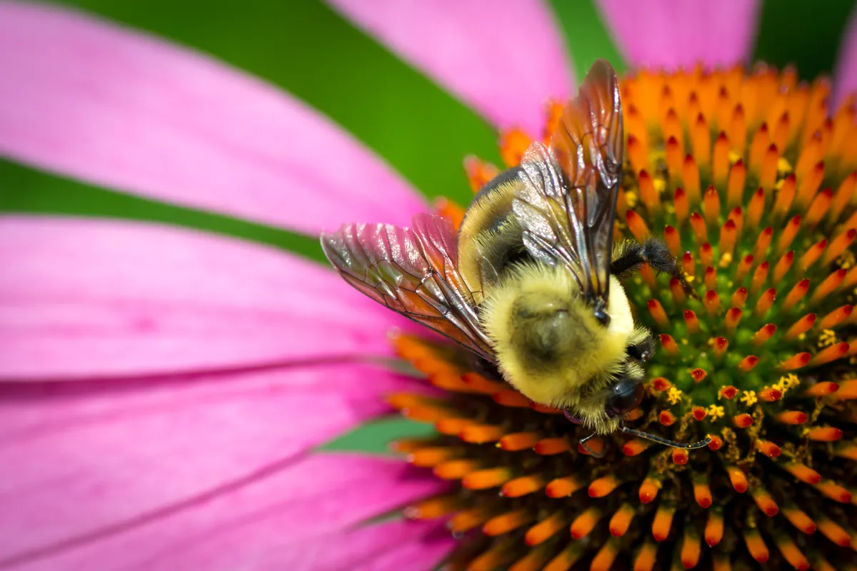 Brown-belted Bumble Bee