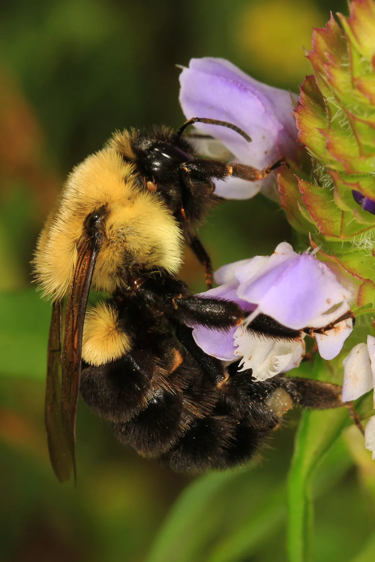 Brown-belted Bumble Bee