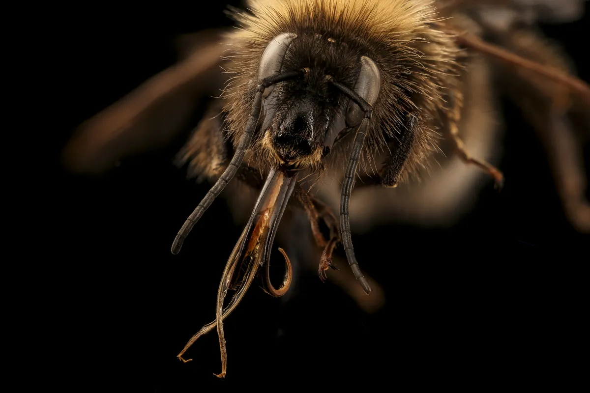 Bombus hortorum