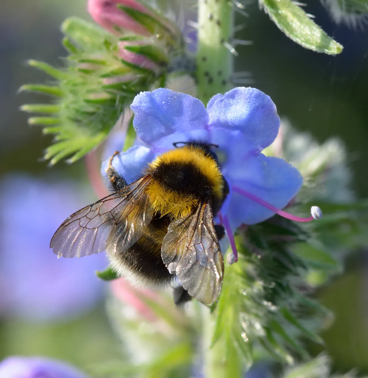 Garden Bumblebee