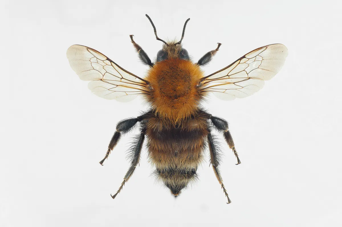 Carder Bumble Bee