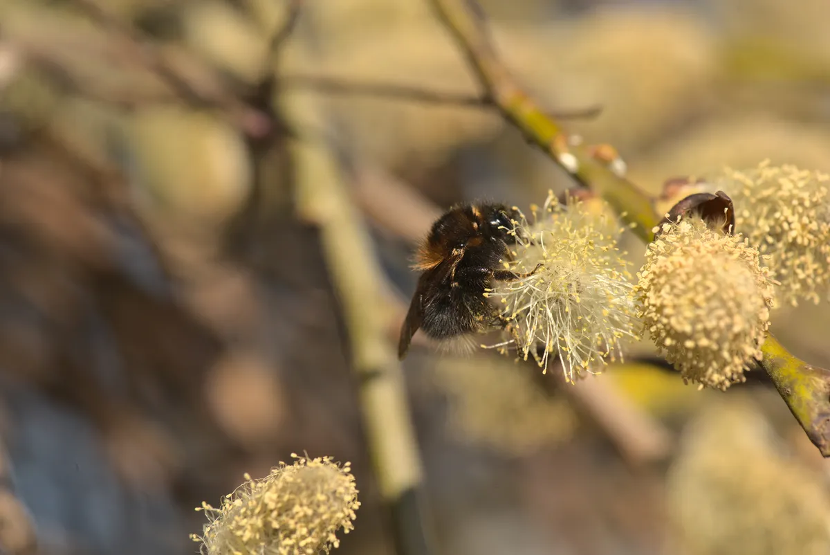 New Garden Bumblebee