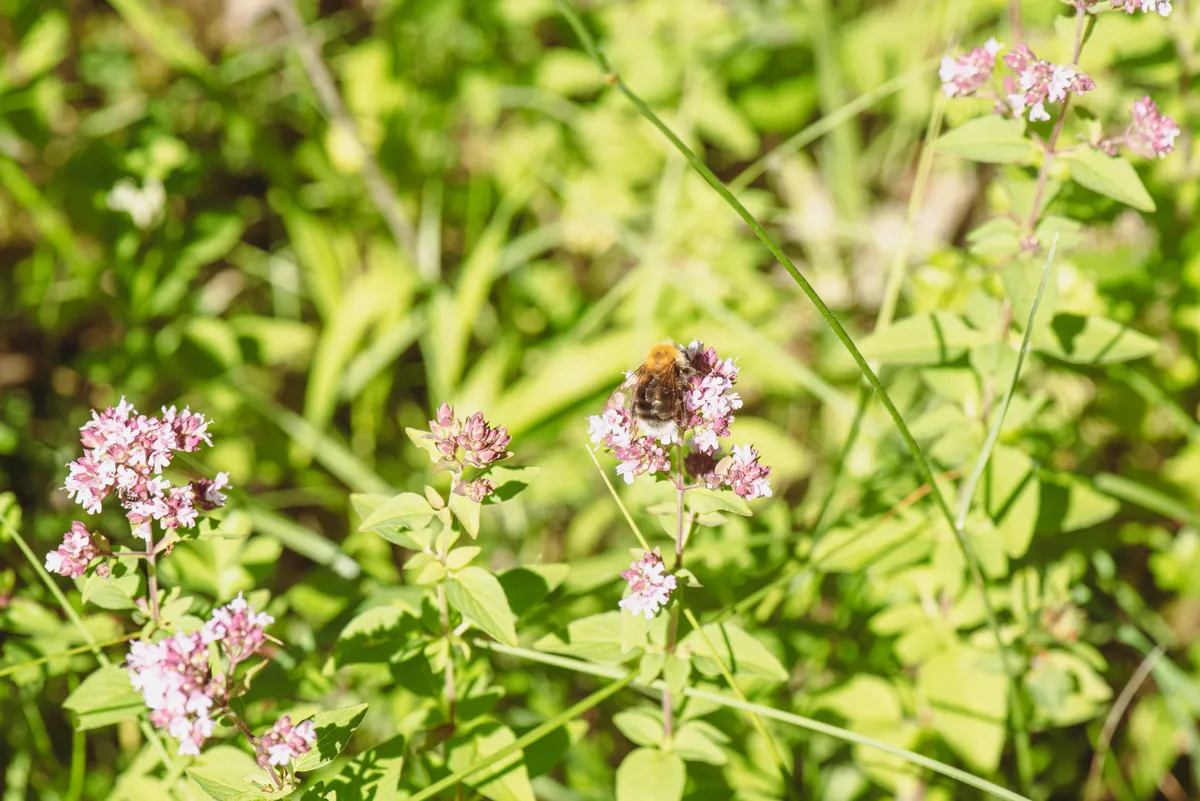 New Garden Bumblebee