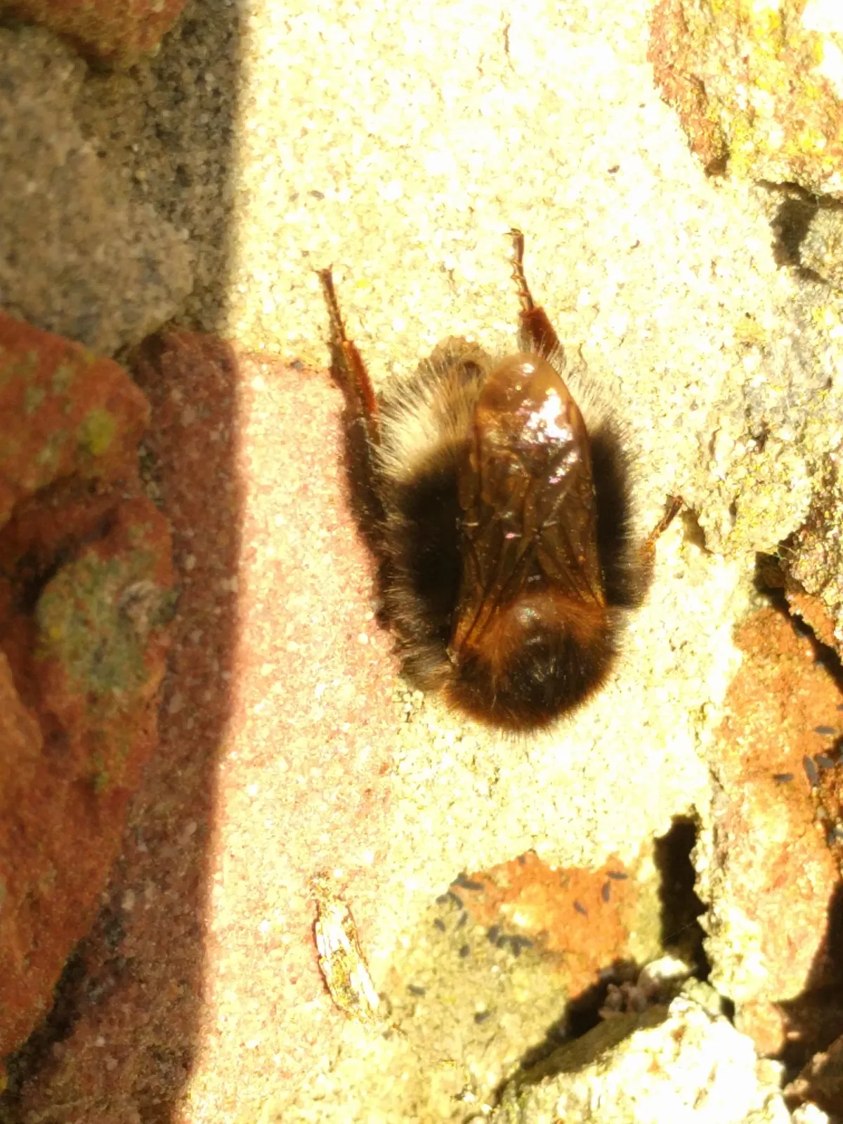 New Garden Bumblebee
