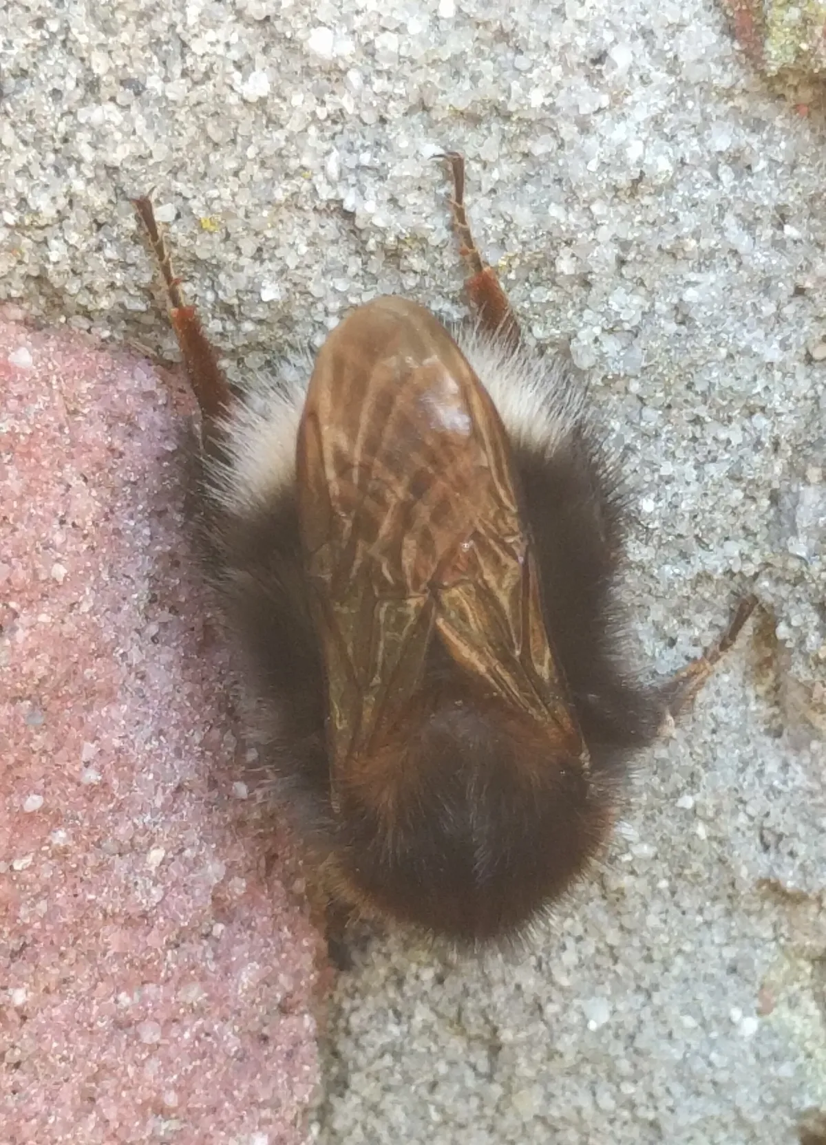 New Garden Bumblebee