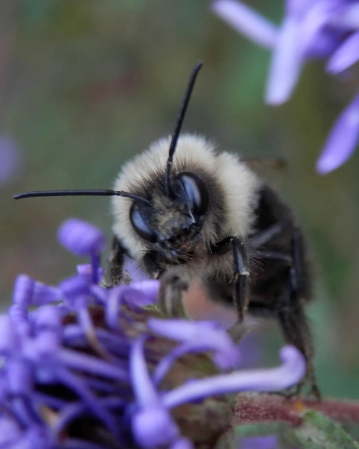Common Eastern Bumble Bee