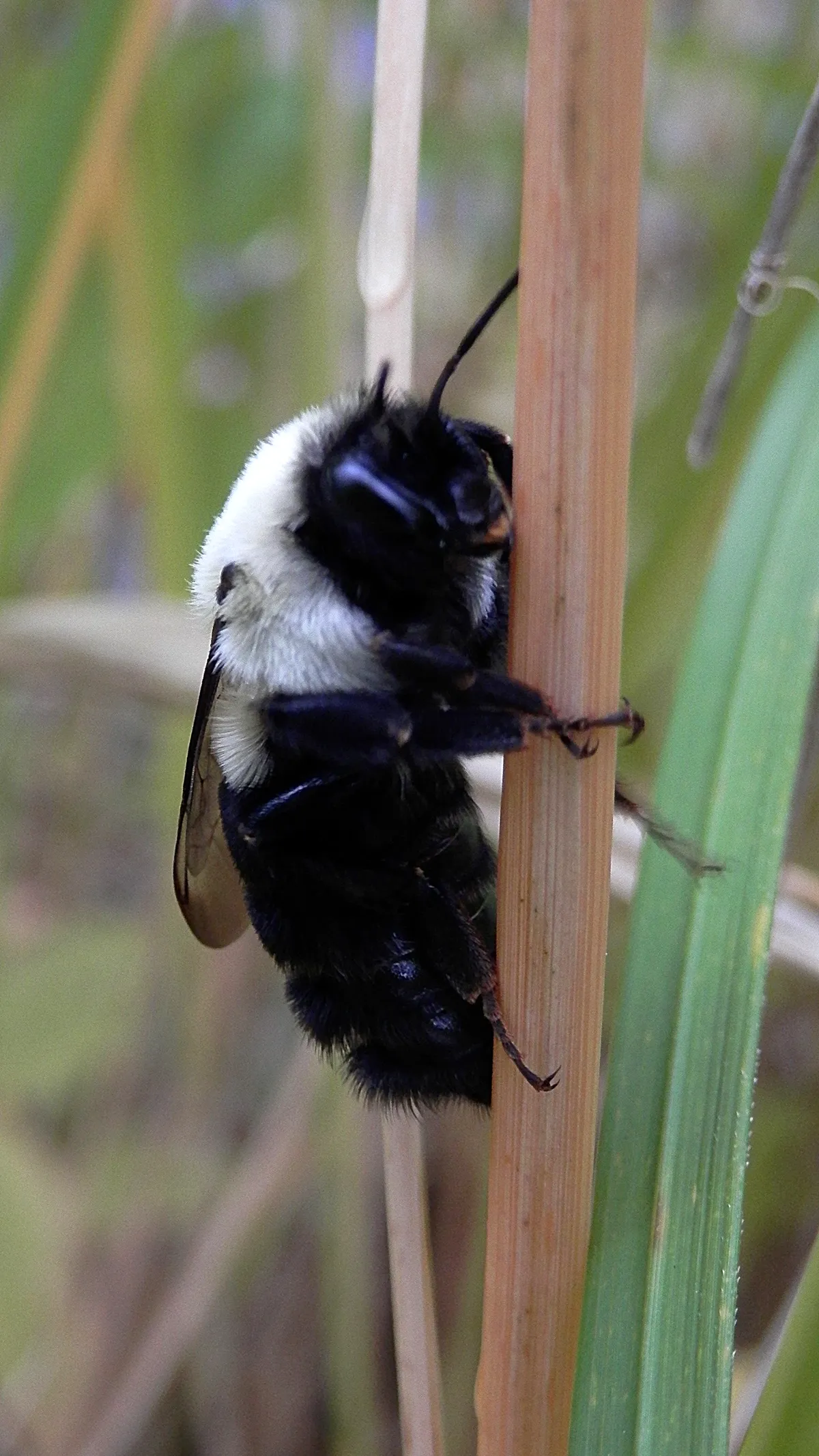 Common Eastern Bumble Bee