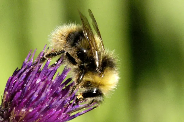 Bombus jonellus