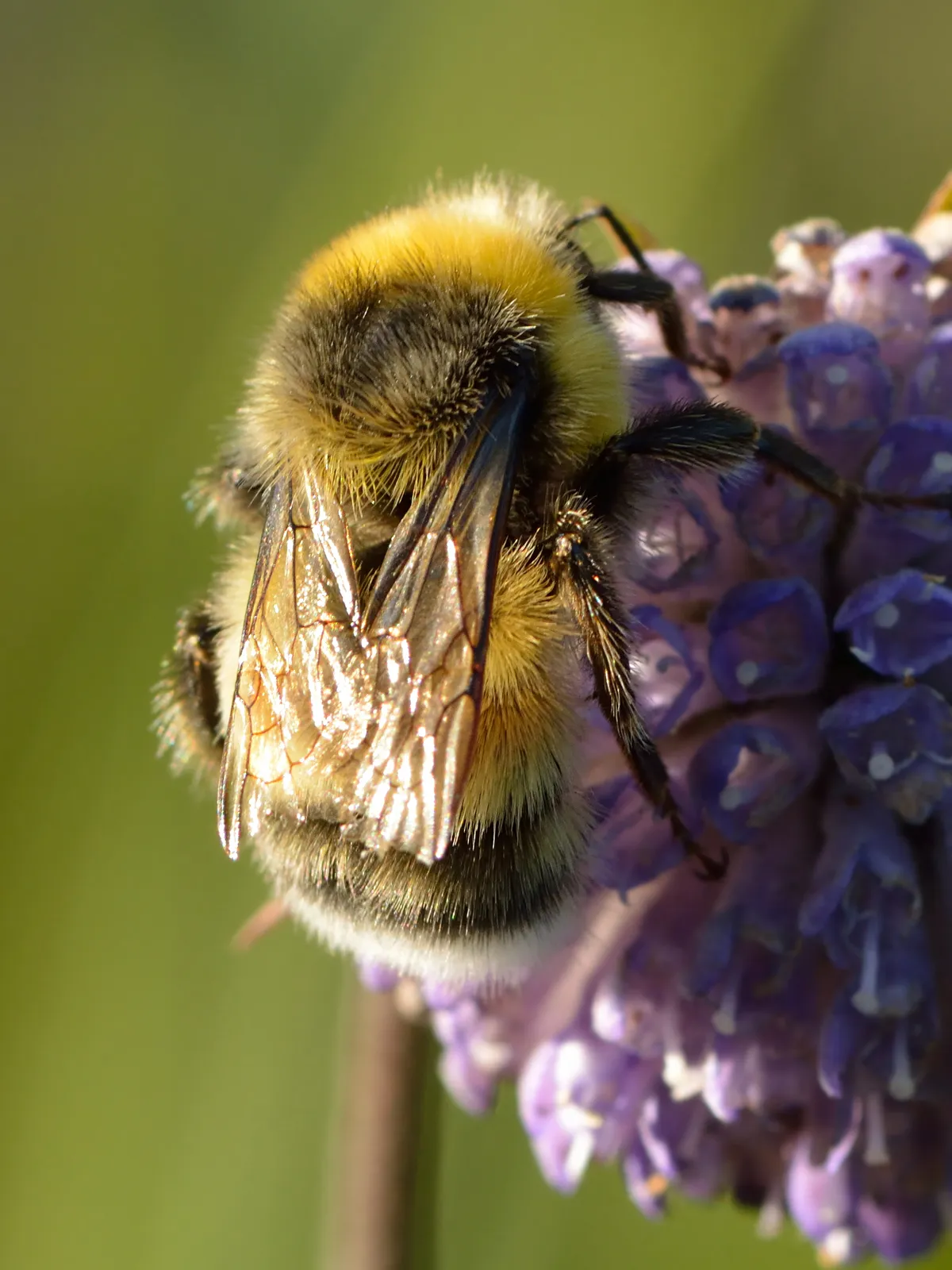 Heath Bumble Bee
