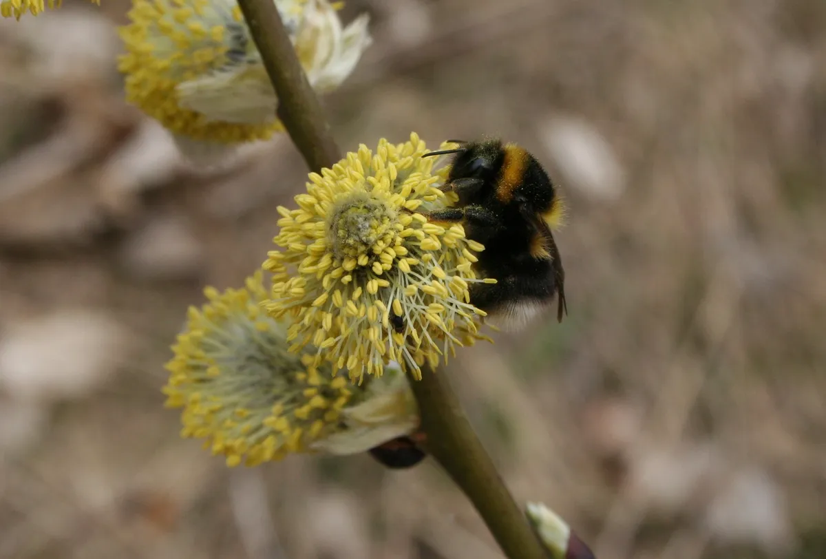 Heath Bumble Bee