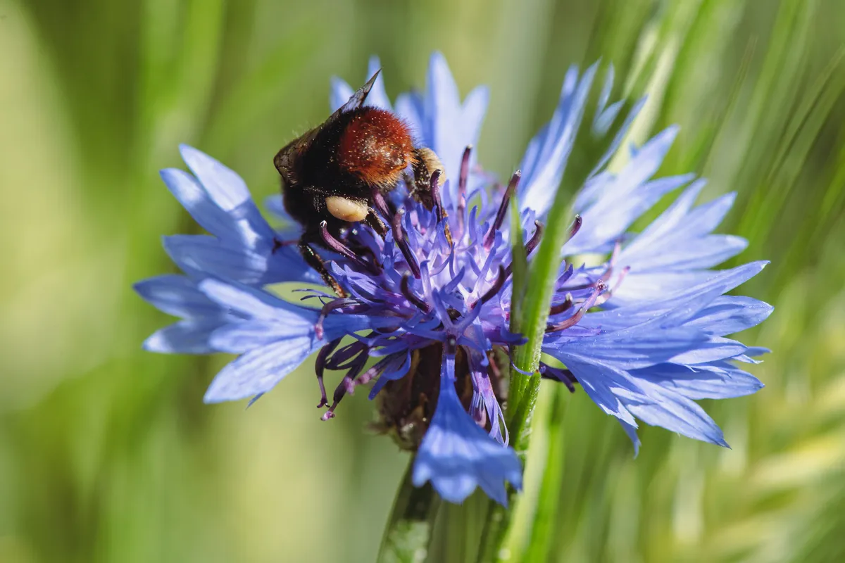Bombus lapidarius