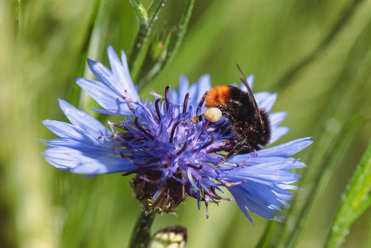Large Red Tailed Bumble Bee
