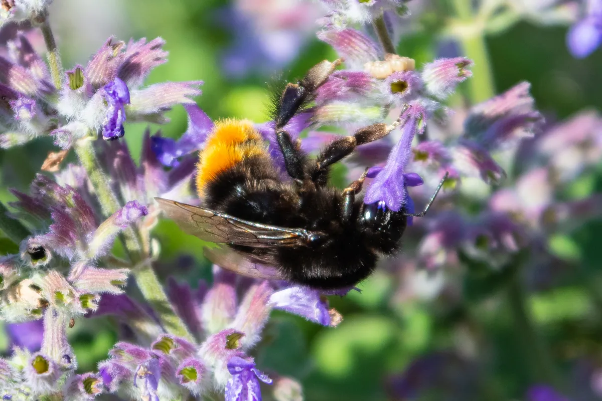 Large Red Tailed Bumble Bee