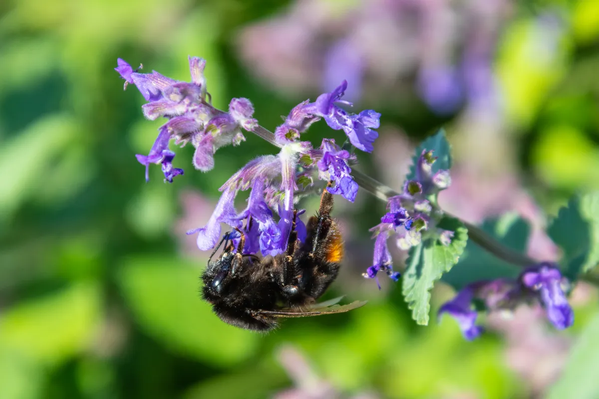 Large Red Tailed Bumble Bee