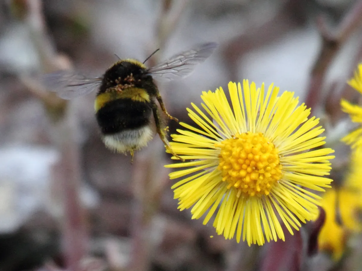 Small Earth Humble-bee