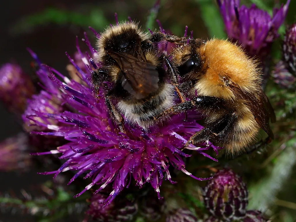 Small Earth Humble-bee